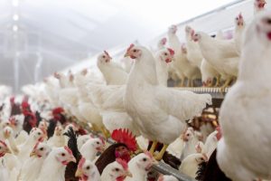 ISA Brown and ISA White